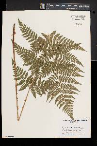 Dryopteris × triploidea image