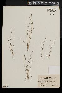 Eleocharis aestuum image