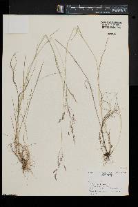 Agrostis canina image