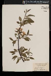 Aronia × prunifolia image