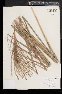 Miscanthus sinensis image