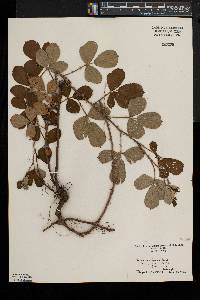 Rubus cuneifolius image