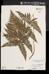 Dryopteris × triploidea image