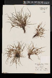 Cyperus squarrosus image