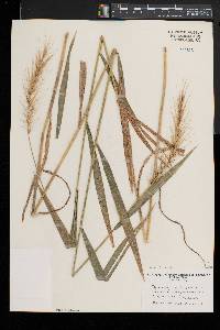 Elymus hystrix image