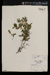 Gymnema sylvestre image