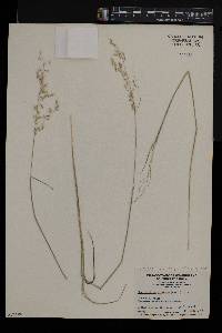 Melinis repens subsp. grandiflora image