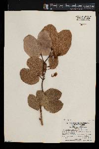Bauhinia thonningii image