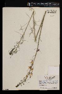 Cleome angustifolia image