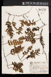 Hymenophyllum caudiculatum image