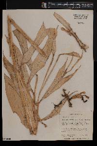 Aframomum limbatum image