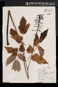 Actaea alba image