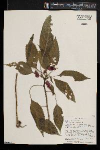 Impatiens niamniamensis image