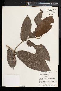 Antidesma laciniatum image