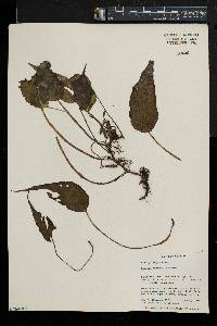 Begonia quadrialata image