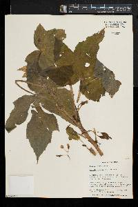 Begonia oxyloba image