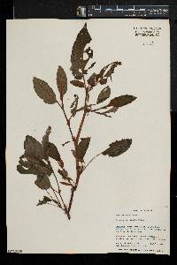 Begonia eminii image