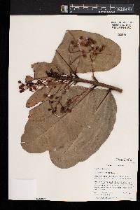 Calophyllum inophyllum image