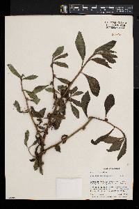 Struchium sparganophorum image
