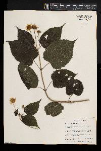 Lipotriche scandens subsp. scandens image