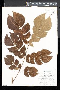 Albizia zygia image