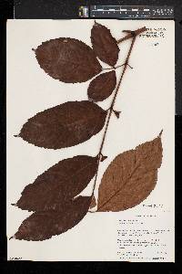 Leea guineensis image