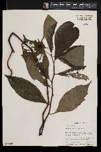 Dorstenia barteri image