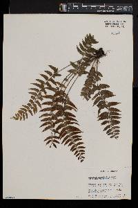 Asplenium macrophlebium image
