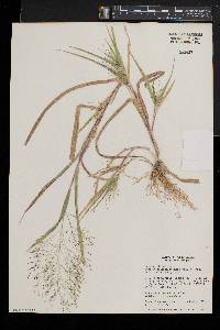 Panicum philadelphicum image