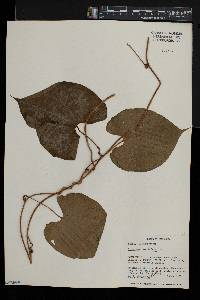 Dioscorea bulbifera image