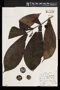 Massularia acuminata image