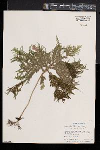 Selaginella versicolor image