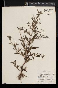 Ludwigia hyssopifolia image