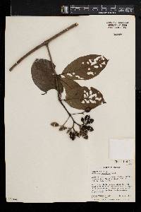 Mussaenda tenuiflora image