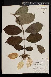 Mussaenda tenuiflora image