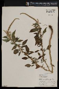 Amaranthus spinosus image