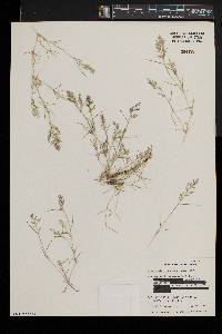 Eragrostis hypnoides image