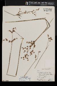 Juncus subcaudatus image