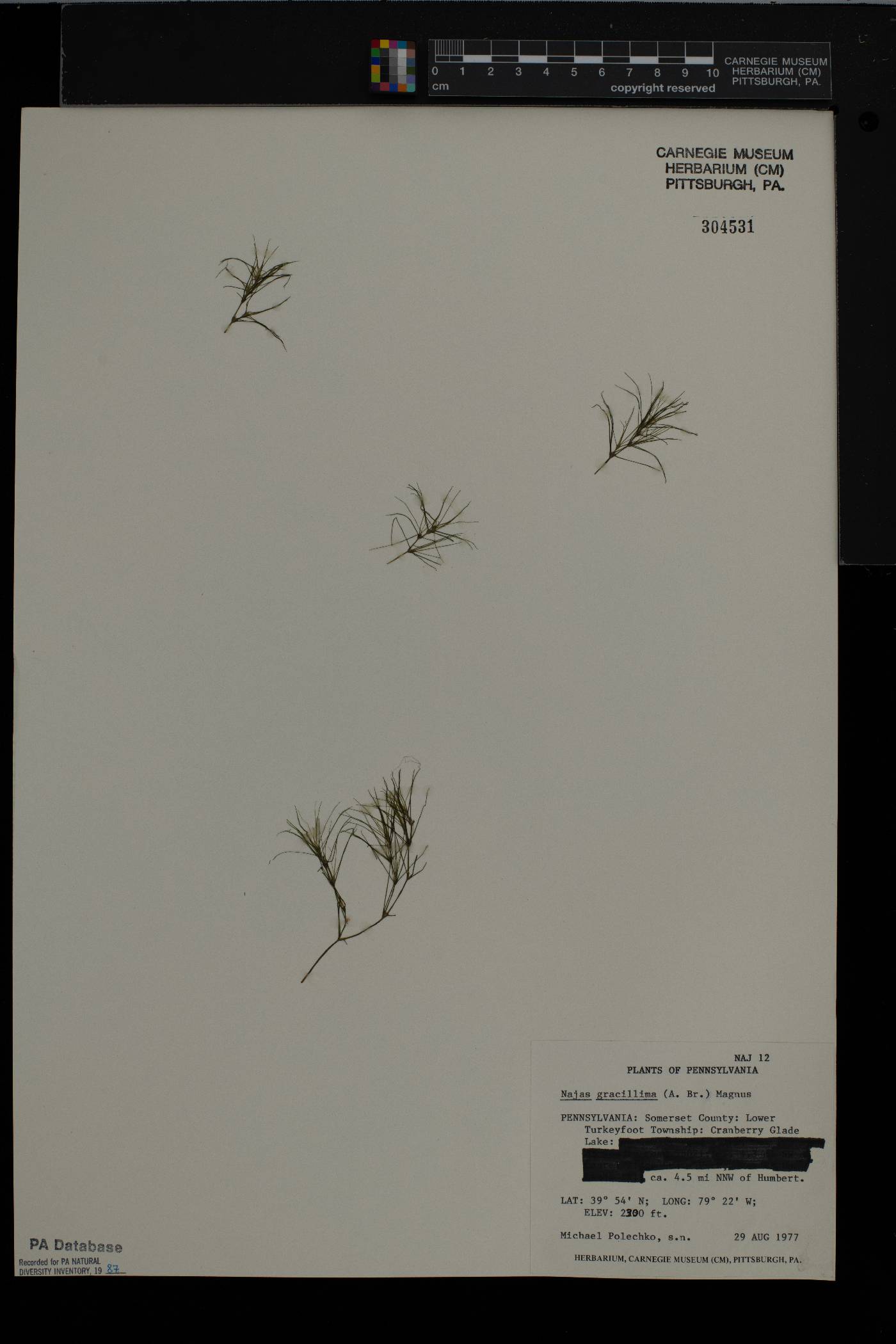Najas gracillima image