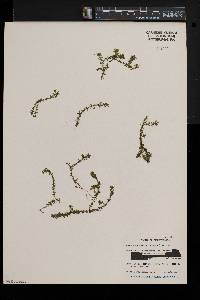 Elodea nuttallii image