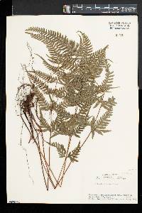 Pteris dispar image