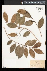 Laetia thamnia image