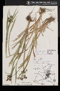 Scirpus polyphyllus image