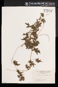 Lygodium japonicum image