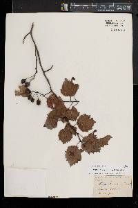 Crataegus pruinosa image