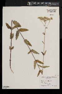 Eupatorium album image