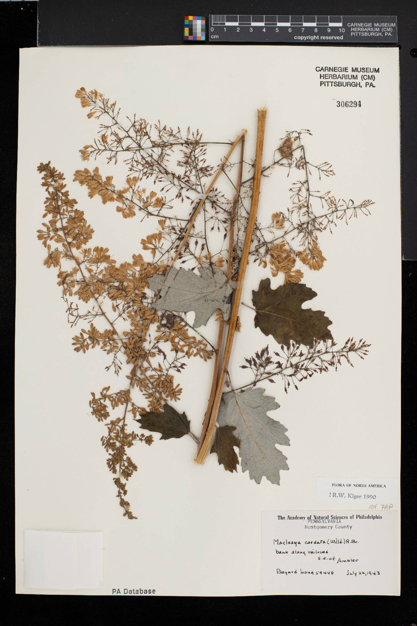 Macleaya cordata image