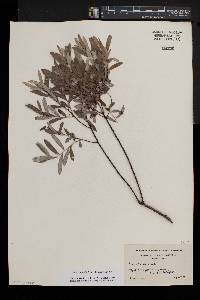 Salix humilis var. tristis image