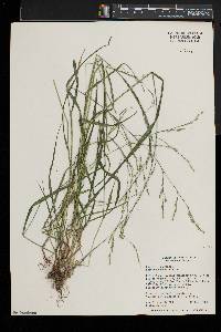 Festuca subverticillata image