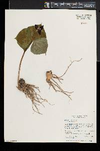 Trillium erectum image